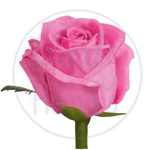 Digital Clip-Art Download | Digital Stickers | Rose PNG | Clipart Rose | Clipart Flower | Instant Download | Rose Artwork | Commercial Use