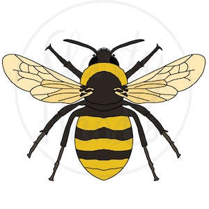 Clipart Images | Clipart Bumblebee | Digital Stickers | Bumblebee PNG | Bumblebee Stickers | Clipart Insects | Bumblebee Design| Outline