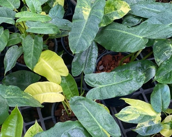 Philodendron Burle Marx Fantasy Etsy