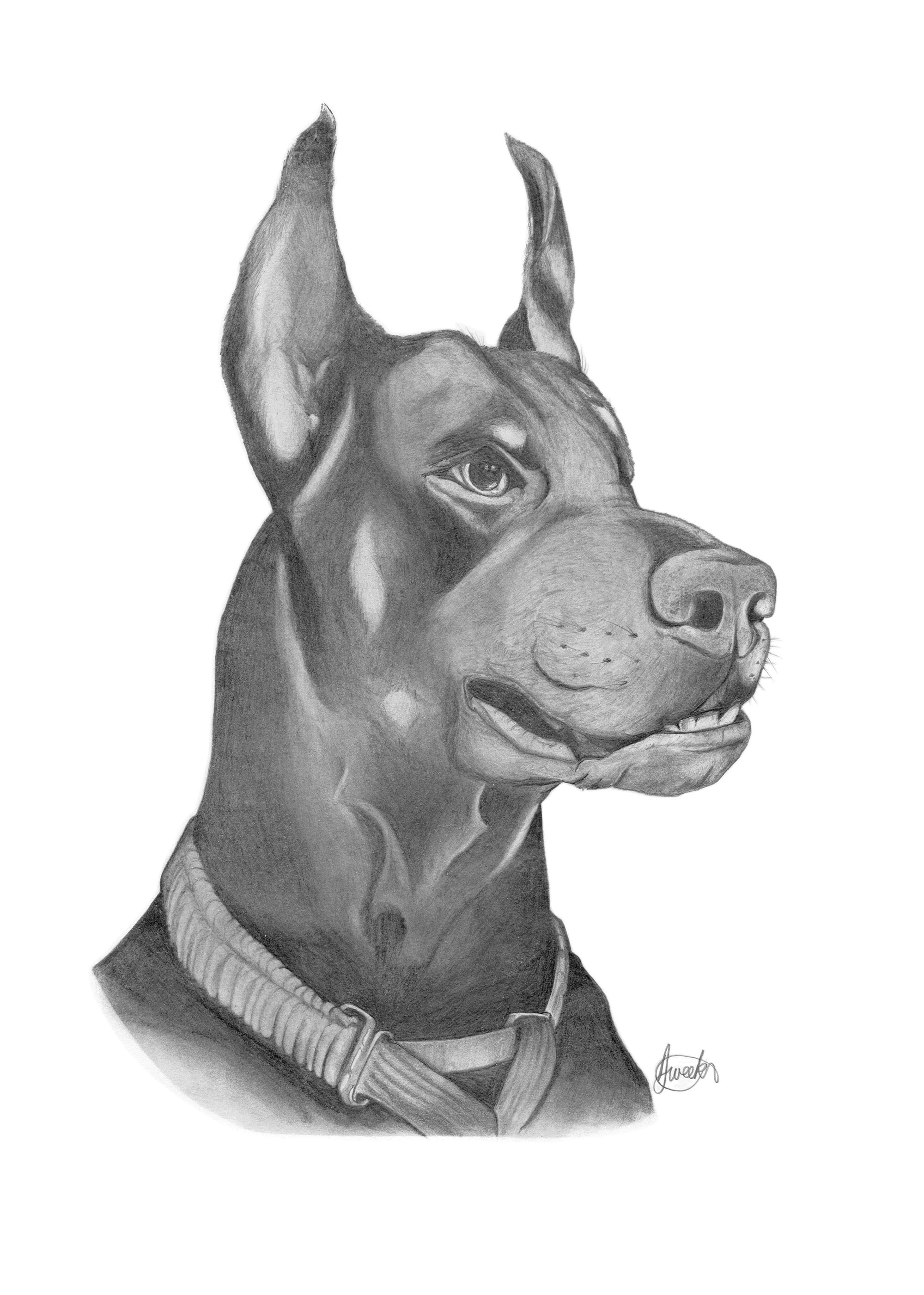 Doberman Graphite Drawing Print Digital Download Instant Download Etsy