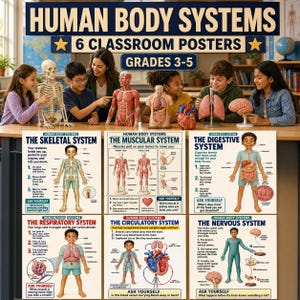 Könnte beinhalten: Ein Set aus sechs Lehrplakaten mit dem Titel Human Body Systems für die Klassen 3-5. Jedes Plakat zeigt ein anderes System: Skelett, Muskeln, Verdauung, Atmung, Kreislauf und Nervensystem, ergänzt durch Illustrationen und erklärende Texte.