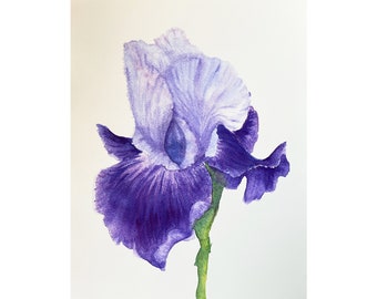 Iris Painting Watercolor Art Floral Painting Original Art Watercolor Flowers 9 by 12 inches by Maryna Tytarenko