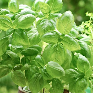 Puede incluir: Primer plano de una planta de albahaca verde exuberante con hojas vibrantes. La planta está creciendo en una maceta y está lista para ser cosechada para cocinar.