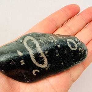 May include: A smooth, dark green to black polished stone featuring visible white fossilised inclusions. The surface displays several distinct, elongated, and circular organic patterns embedded within the dense, dark mineral matrix of the rock.