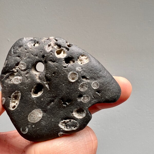 A Unique Black Celtic Hag Stone with Full of Fossils From Ireland - Irish Hag Stone, Holey Stone, Adder Stone, Witch Stone