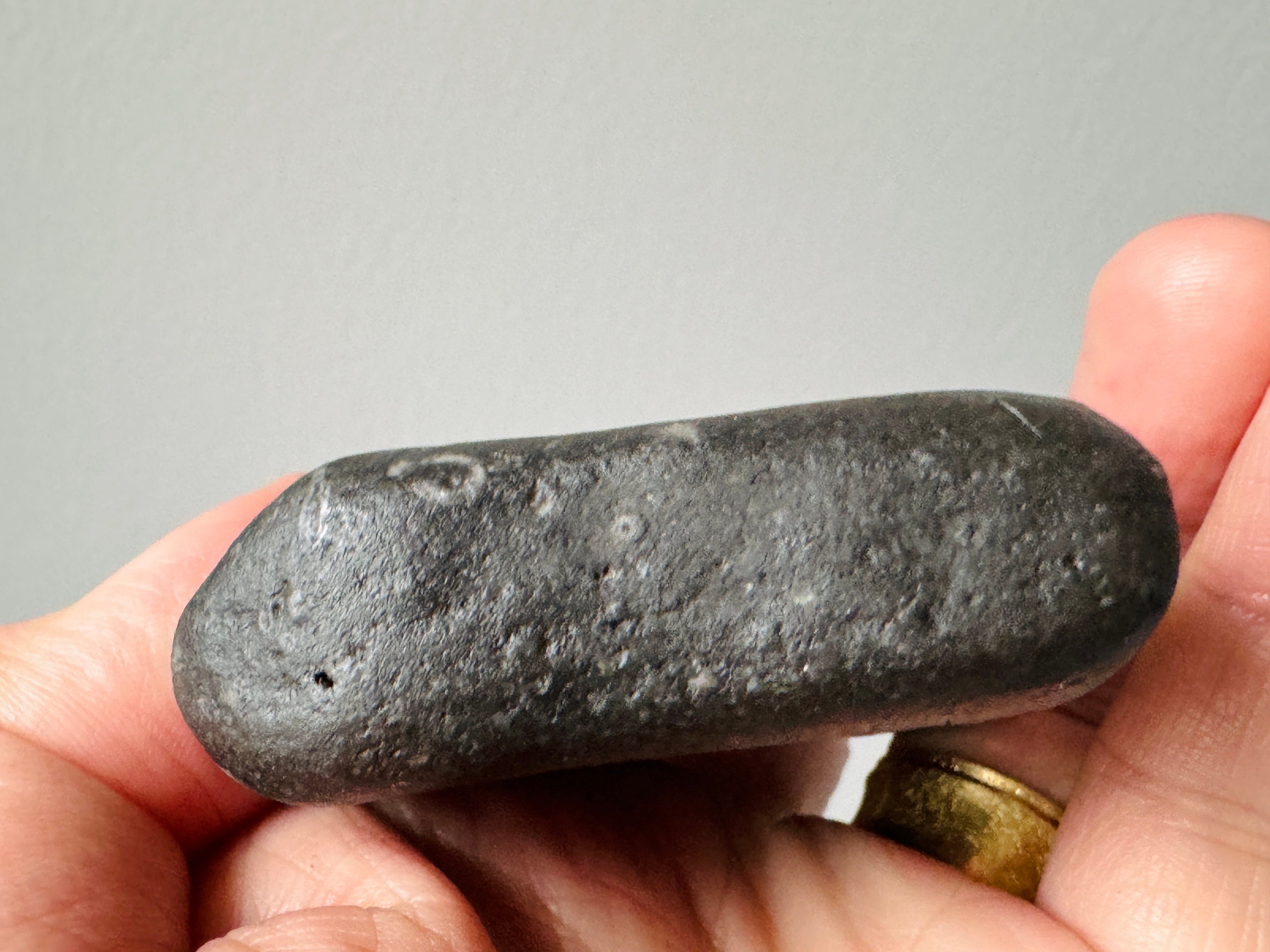 完全な化石を持つ非常に珍しい黒いアイルランドの化石石 - 珍しい