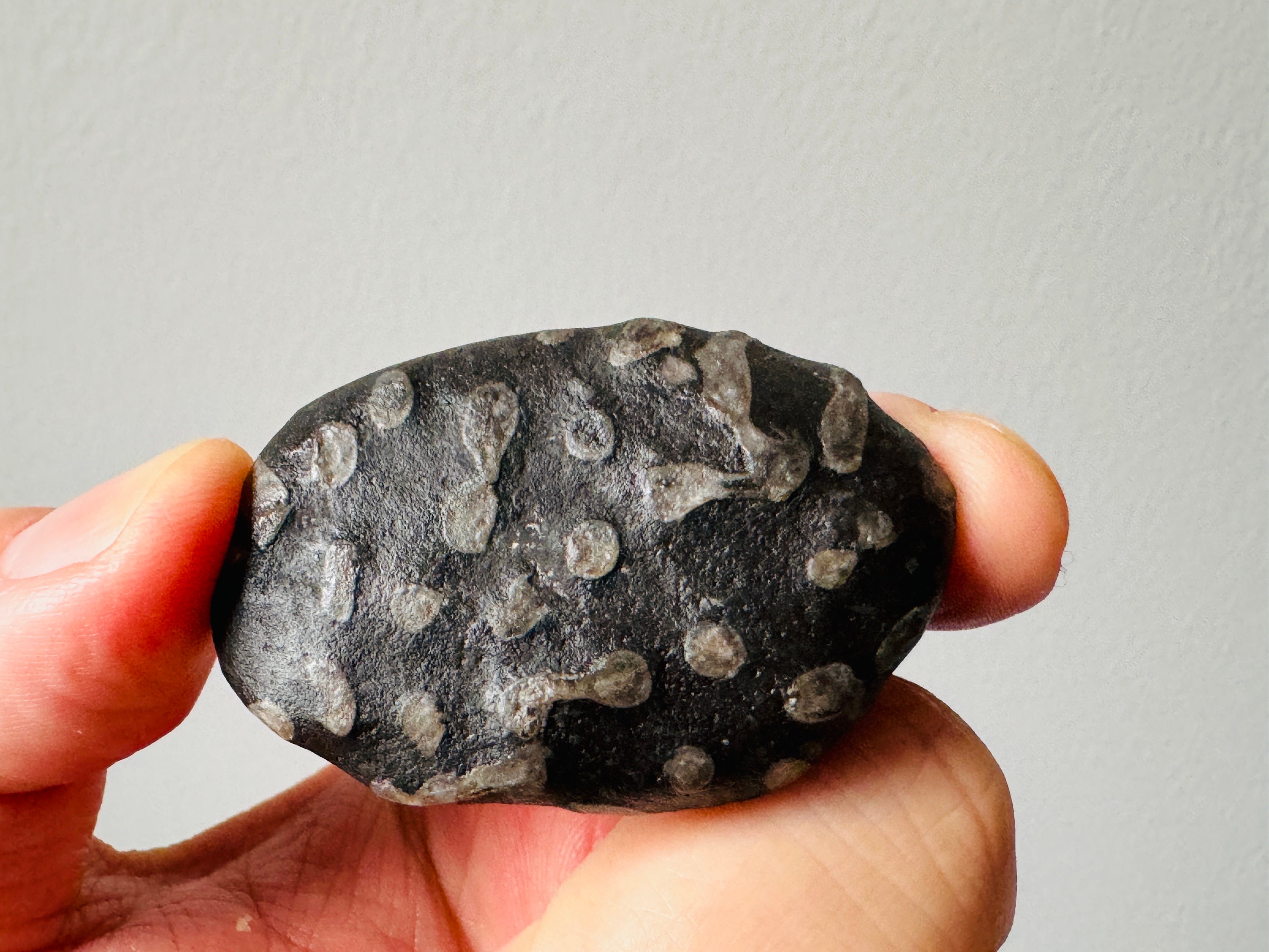 Set of Two Very Rare Black Fossil Stones From Ireland - Rare Celtic Fossil Stone - Strong Energy - Zen Stone - 23