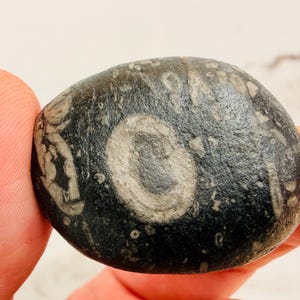 May include: A smooth, dark grey, rounded stone featuring prominent, lighter grey fossilised inclusions. The surface displays a distinct, circular fossil pattern at the centre, surrounded by various smaller, irregular, and elongated fossilised shapes embedded within the dark rock matrix.