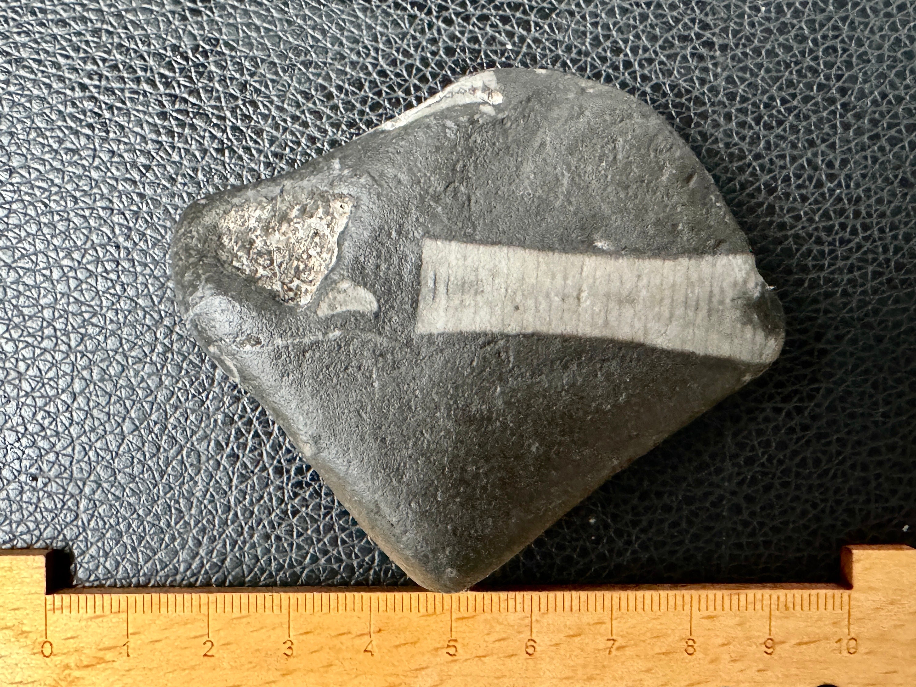 Very Rare Black Irish Fossilized Stone With Full Fossils - Rare