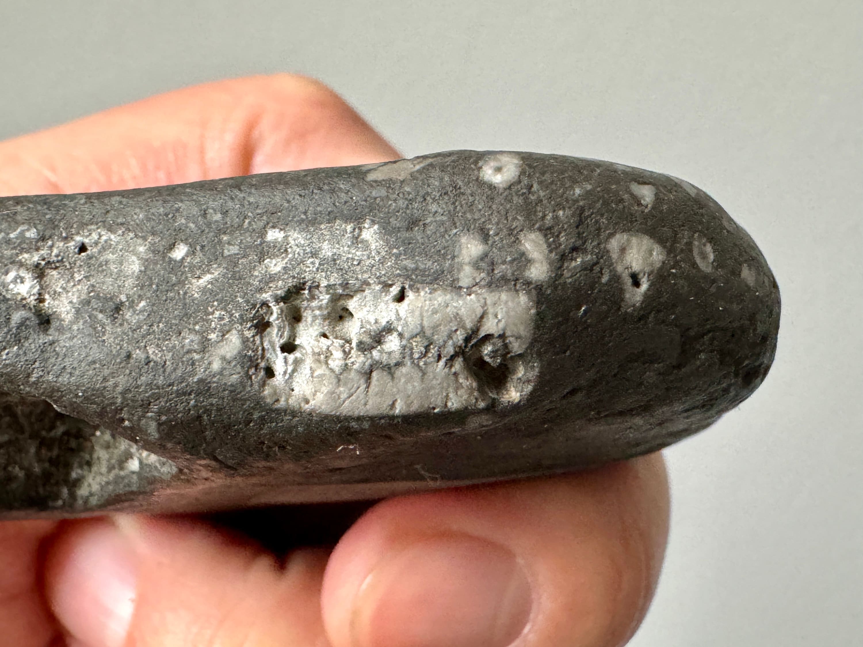 完全な化石を持つ非常に珍しい黒いアイルランドの化石石 - 珍しい