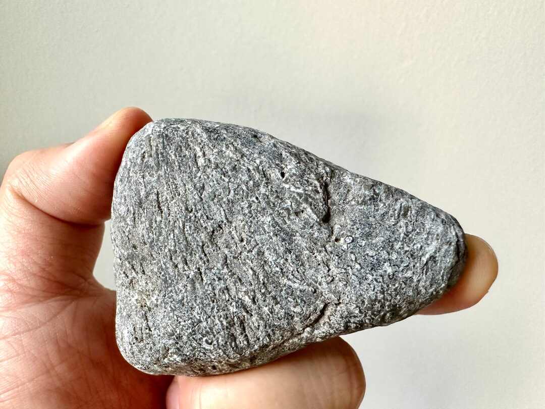Very Rare Irish Fossil Stone With Full Rhabdinopora Fossils Rare Celtic