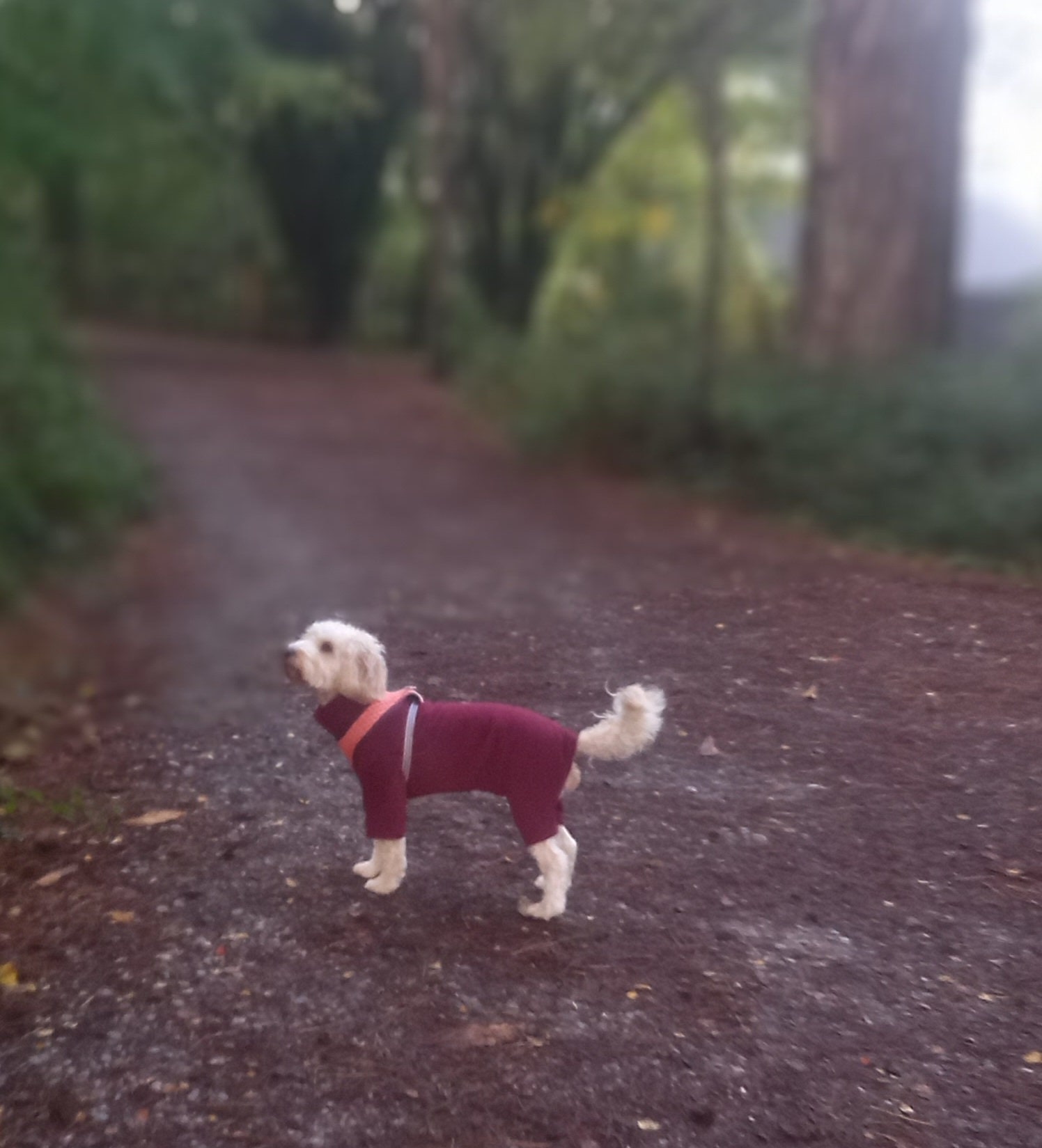 Fleece Dog Suit medium Etsy UK