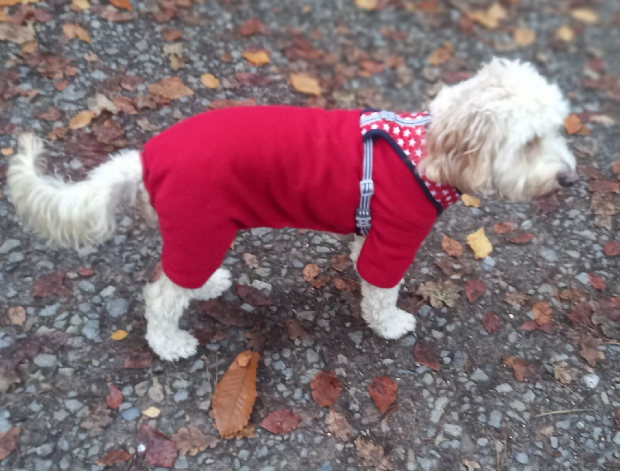 Fleece Dog Suit medium Etsy UK