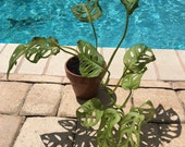 Monstera Adansonii , Swiss Cheese Plant