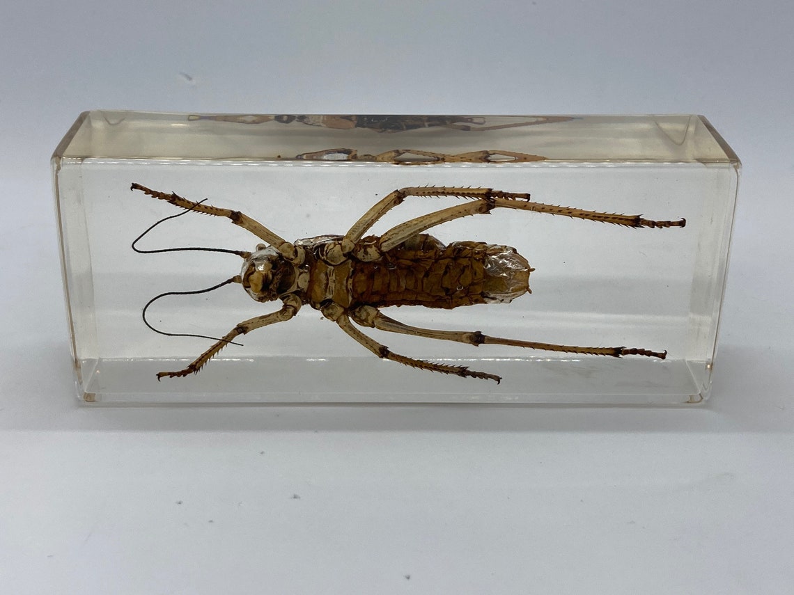 Taxidermy Insect Brown Armoured Cricket Resin Block Etsy