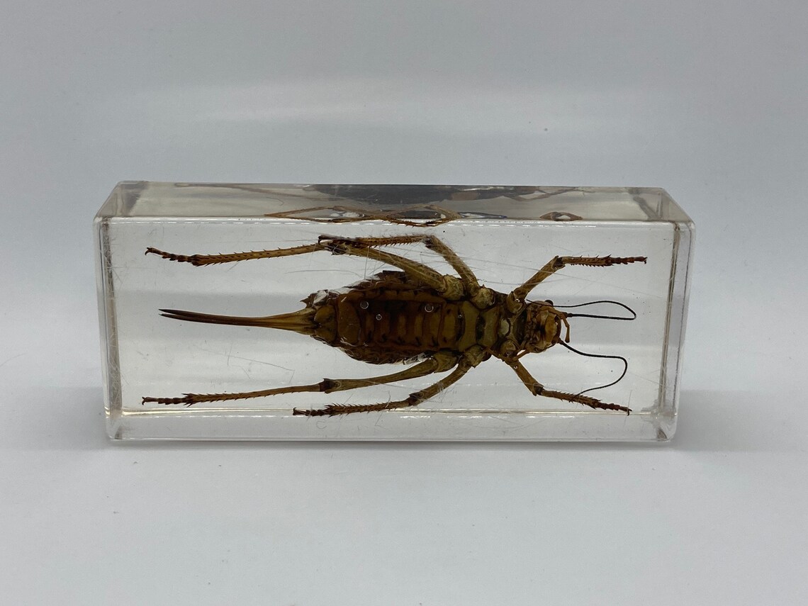 Taxidermy Insect Armoured Cricket Resin Block Entomology Etsy