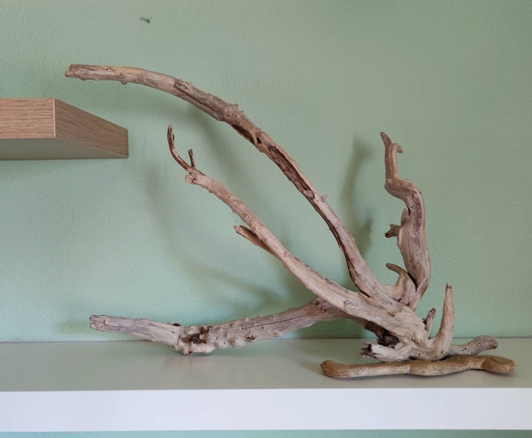 Large Driftwood With Many Branches for Tabletop Decor/ Rare