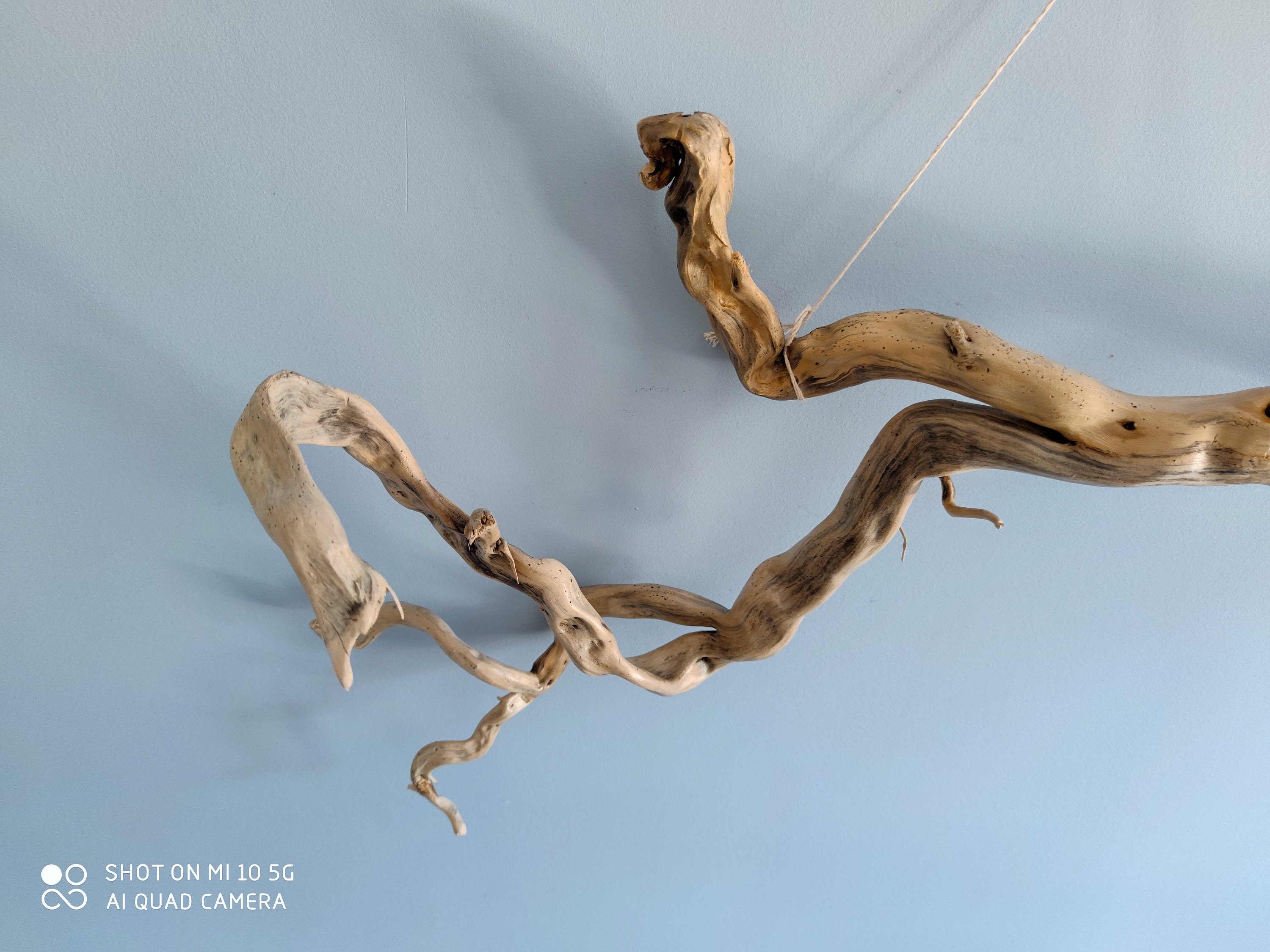 STUNNING Large Driftwood Branch Root for Tabletop or Wall Etsy