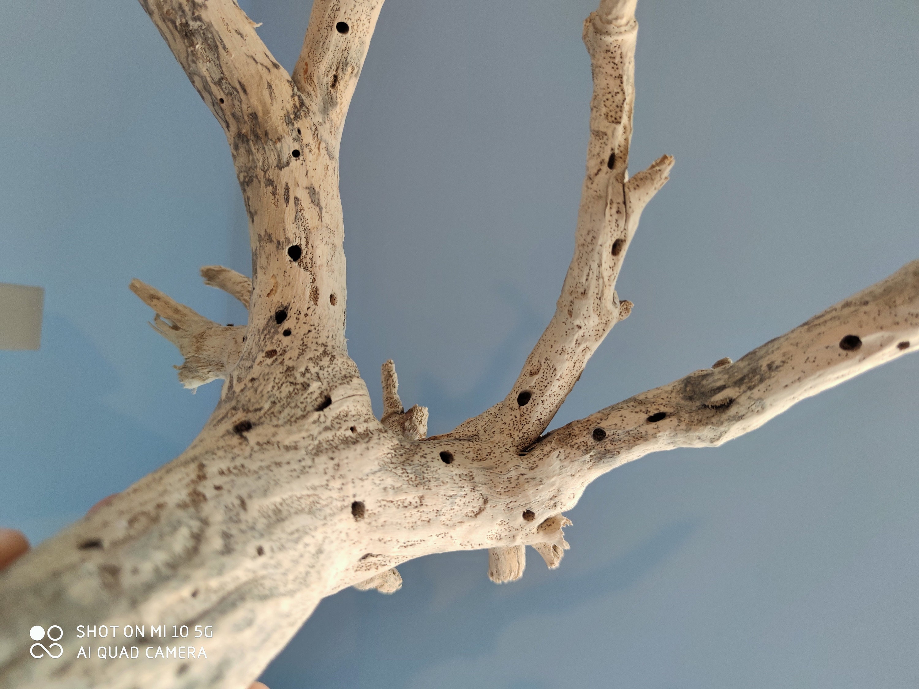 Seltenes weißes Treibholz ideal für Tabletop Dekor oder | Etsy