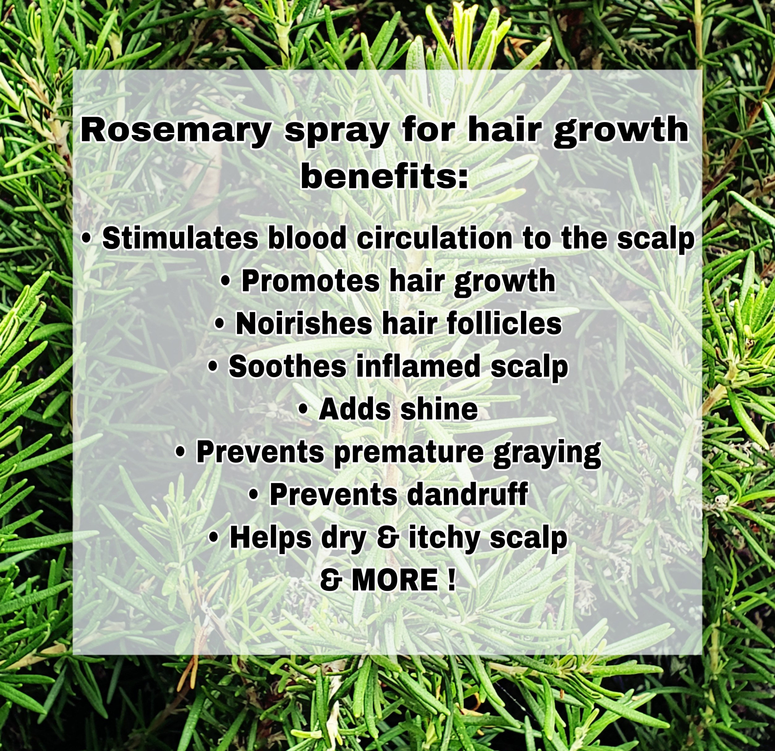 Rosemary Spray for Hair Growth Etsy