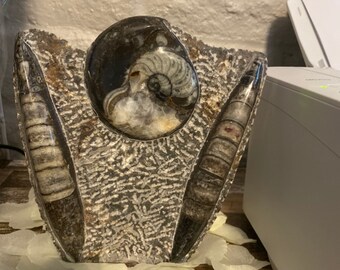 Handmade Business Card Holder Office Decor B8209 508g 2.9 x 2.9 x 2 Black Fossil Orthoceras with Ammonite Business Card Holder Marble Handicraft Handmade Business Card Holder Office Decor B8209 508g 2.9 x 2.9 x 2 Black Fossil Orthoceras with Ammonite Business Card Holder Marble Handicraft