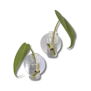Suction Cup Water Propagation Glass Jar