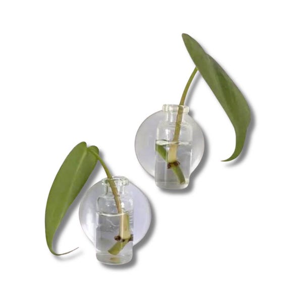 Suction Cup Water Propagation Glass Jar