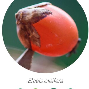 K&ouml;nnte beinhalten: Nahaufnahme einer leuchtend orangefarbenen Elaeis oleifera Frucht, auch bekannt als Macadamia-Nuss. Die Frucht ist teilweise von einer braunen Schale bedeckt. Das Bild enth&auml;lt vier gr&uuml;ne kreisf&ouml;rmige Logos mit Text: 100 % Vegan, 100 % Nat&uuml;rlich, Ethisch Bezogen und Wild Geerntet.