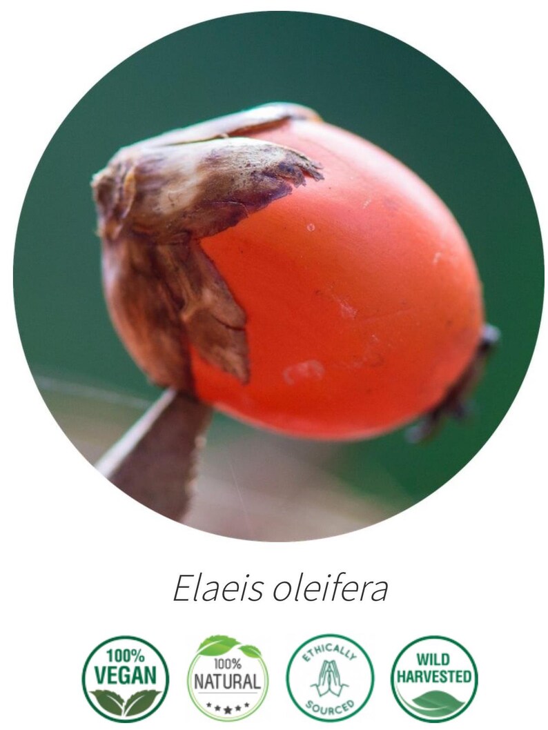 K&ouml;nnte beinhalten: Nahaufnahme einer leuchtend orangefarbenen Elaeis oleifera Frucht, auch bekannt als Macadamia-Nuss. Die Frucht ist teilweise von einer braunen Schale bedeckt. Das Bild enth&auml;lt vier gr&uuml;ne kreisf&ouml;rmige Logos mit Text: 100 % Vegan, 100 % Nat&uuml;rlich, Ethisch Bezogen und Wild Geerntet.