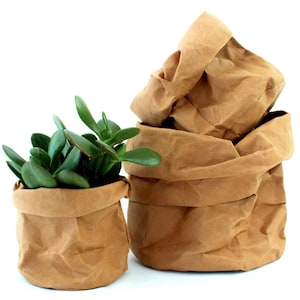 Peut inclure: Trois pots de plantes en papier brun, dont un contenant une plante succulente verte. Les pots ont une texture froissée et la plante a des feuilles ovales. Les pots sont empilés sur un fond blanc.