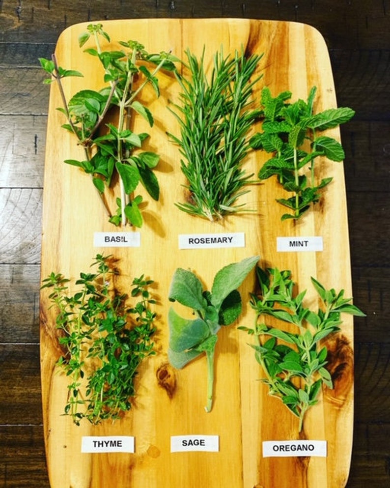 Fresh Herb 5 Pack Bundle Etsy