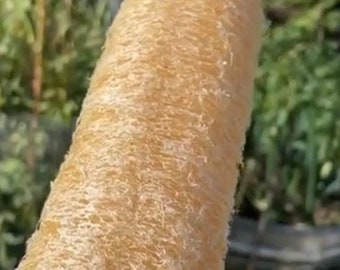 Luffa Seeds