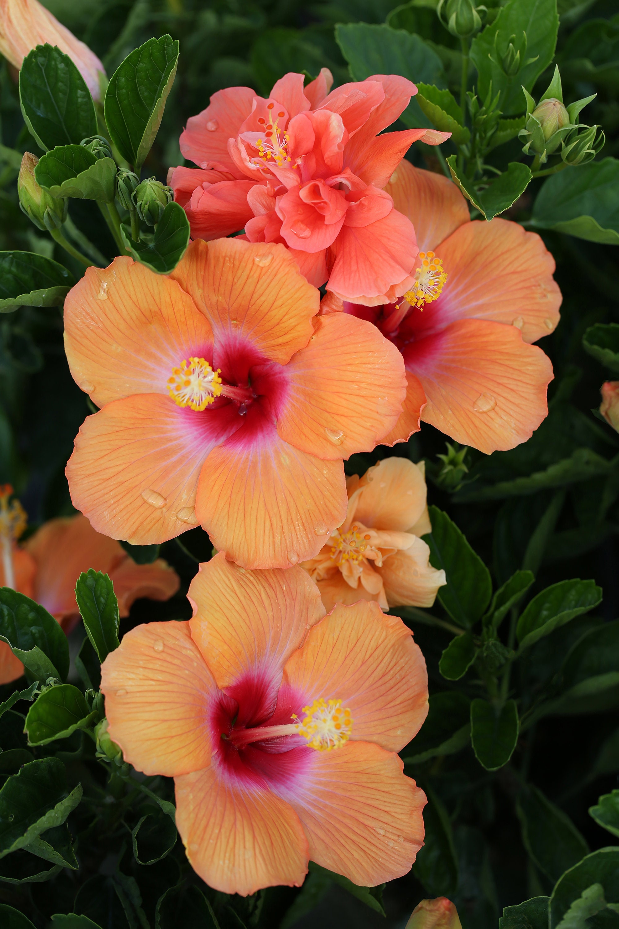 Hibiscus Floral Art Tropical Wall Art Hibiscus Bouquet - Etsy Canada