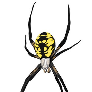 Yellow Garden Spider Weatherproof Sticker