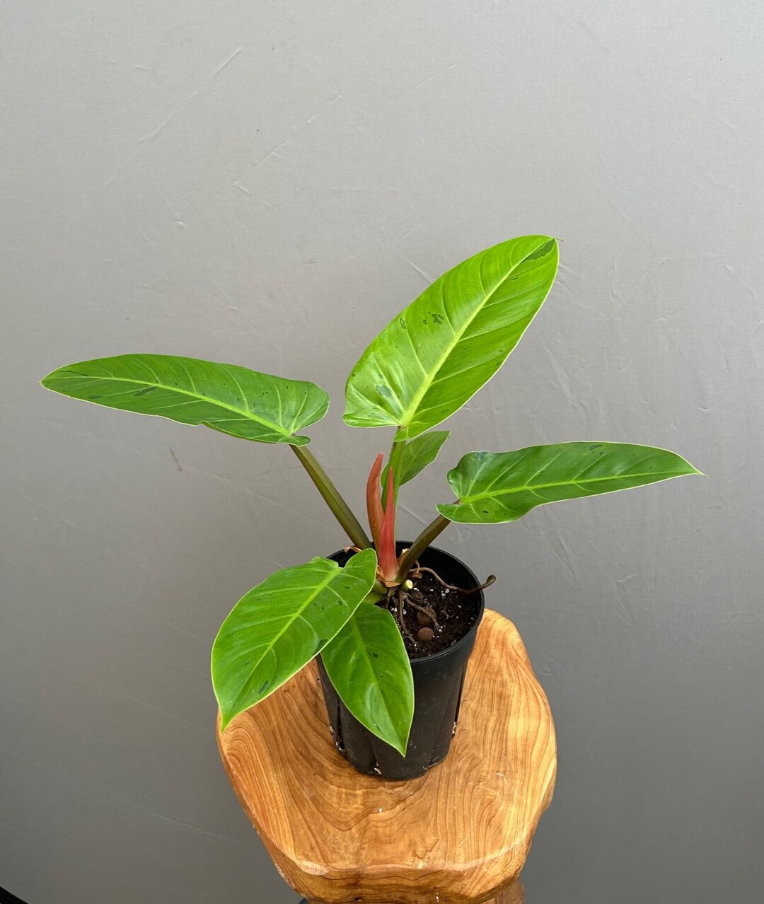 Philodendron ‘ruaysap’ - Etsy
