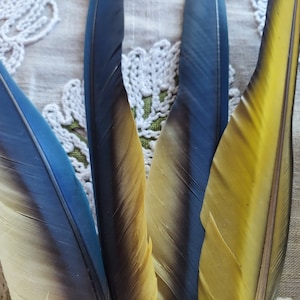 Bird Feathers, Rare, Exotic, Milligold Macaw Feathers Blue and Yellow, Fashion accessory, Unique Decor, 2 in a set, 18 inches long.
