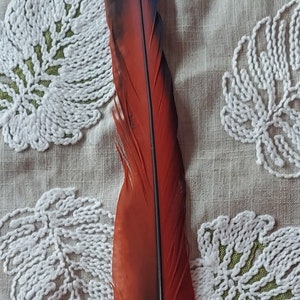 Perfect scarlet Macaw Feather, Blue and Red 20&quot; long, Crafts, Accessories, Fashion, Wedding Decor, Costume plume