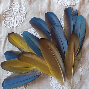 Bird Feathers, Rare, Exotic, Milligold Macaw Feathers, Fashion accessory, Unique Decor, 2 in a set, 6 to 8 inches long.