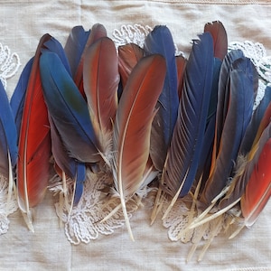  6 Pieces - 1-2 Natural Red Small African Grey Parrot Body  Plumage Feathers - Rare- Fly Tying Craft Supply