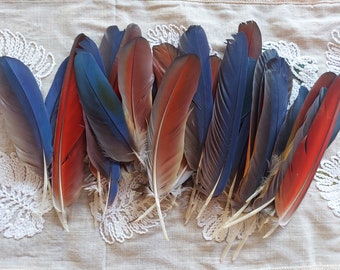 Bird Feathers, Rare, Exotic, Scarlet Macaw Feathers Red,Fashion accessory, Unique Decor, 2 in a set, 6 to 8 inches long