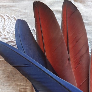 Bird Feathers, Rare, Exotic, Scarlet Macaw Feathers Red,Fashion accessory, Unique matching wing feathers 13 inches long. Sold as a pair.