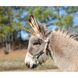 May include: A donkey wearing a gold-colored unicorn horn and a halter. The donkey has gray fur and is set against a blurred background of trees and grass. The image is a whimsical take on a mythical creature.