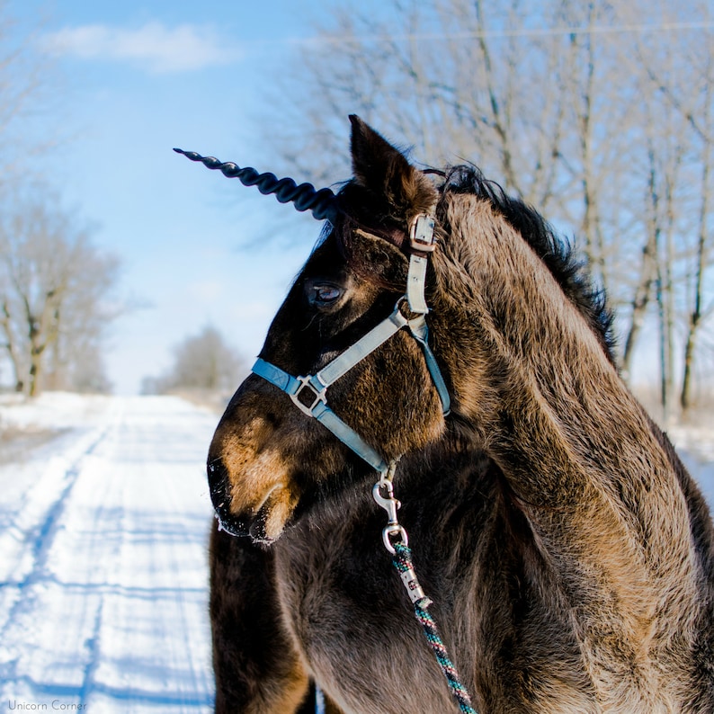 Unicorn Horn for Horses, Ponies, Minis / Easy Adjustable Straps Included / Perfect for Unicorn Photoshoots image 4