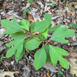 May include: A young sassafras plant featuring distinct, bright green leaves with varied shapes, including oval, mitten-like, and three-lobed forms. The plant has thin, reddish-green stems and is growing from the forest floor among scattered brown leaves.