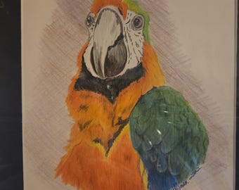 bel pappagallo ragazzo