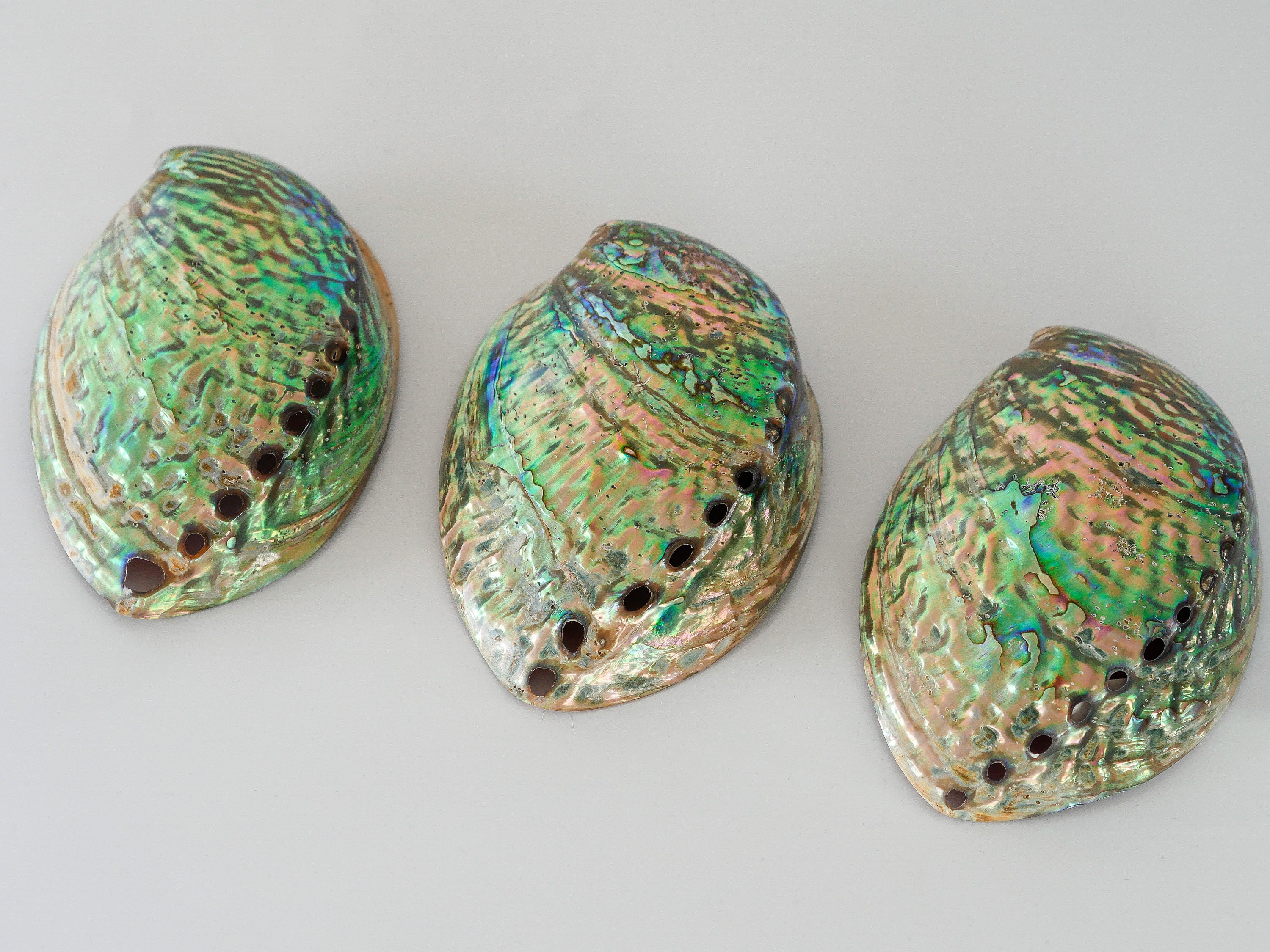 Polished High Quality Abalone Shell - Etsy Hong Kong