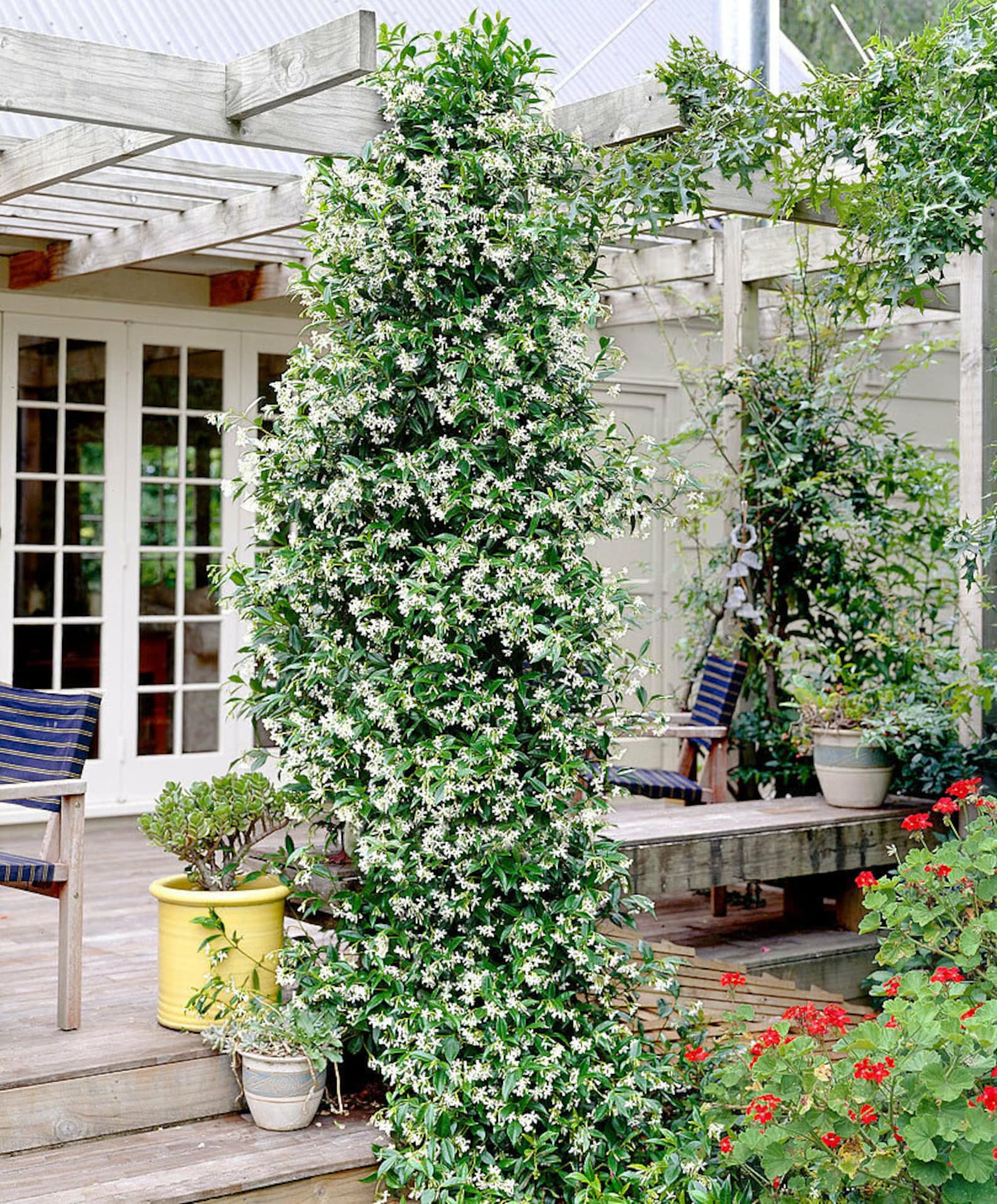 Star Jasmine Vine Plant Trachelospermum Jasminoides Highly