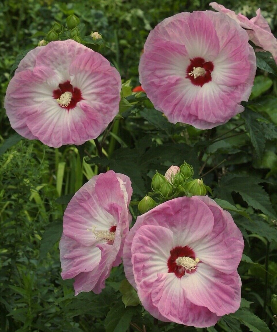 Tie Dye Hardy Hibiscus Plant In 4.5 Pot Live Plant Etsy