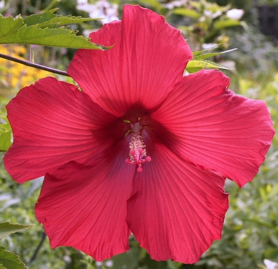 Lord Baltimore Hardy Hibiscus plant Plant In 4.5 Pot | Etsy