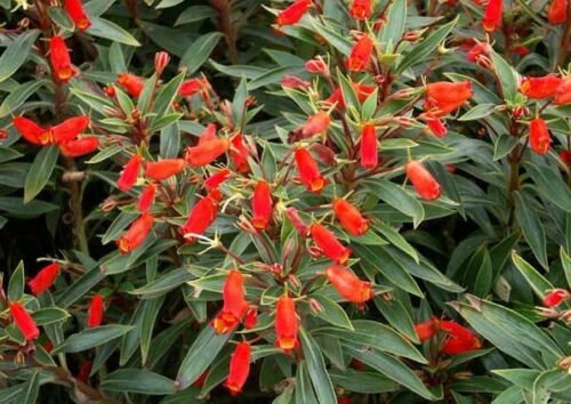 Bolivian Sunset Gloxinia Sylvatica Plant Etsy